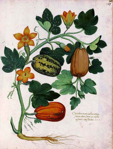 Squash Vine Bible Garden, History Drawing, Illustration Botanique Vintage, Art Deco Illustrations, Vegetable Illustration, Art Deco Illustration, Art Nouveau Poster, Illustration Botanique, Botanical Art Prints