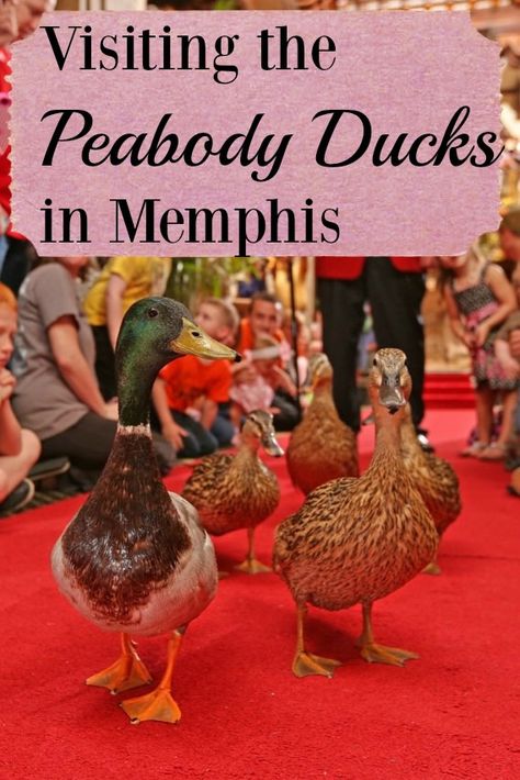 The Peabody Ducks in Memphis live a red carpet lifestyle, coming down to greet tourists every day from their penthouse at the Peabody Hotel. Here's how and when to see these special mallards. Peabody Hotel Memphis, Memphis Hotels, Peabody Hotel, Downtown Memphis, Hotel Jobs, Pet Resort, Memphis Tennessee, Hotel Boutique, Memphis Tn