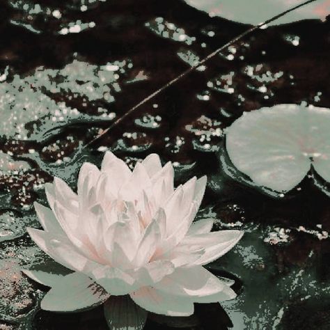 Chinese Aesthetic, Fantasy Aesthetic, Ethereal Art, Aesthetic Images, Water Lily, Character Aesthetic, Water Lilies, Avatar The Last Airbender, Green Aesthetic