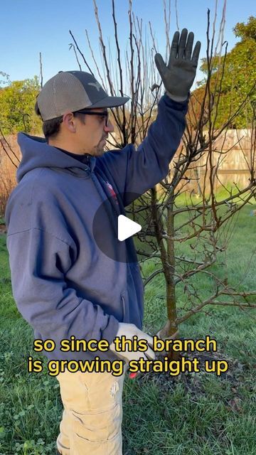 Matthew Cendejas on Instagram: "How to prune an apple tree 🍎 🍏 #apple #prune #arcata #eureka #mckinleyville #humboldt #humboldtcounty #lawncare #landscape #landscaping" Pruning Apple Trees Branches, Prune Apple Tree, Pruning Apple Trees, Humboldt County, Tree Pruning, Apple Trees, Apple Tree, Lawn Care, Landscaping