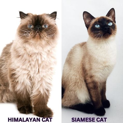 Siamese vs Himalayan Cat: Understanding the Differences Between Siamese And Himalayan Cat Breed Himalayan Persian Cats, Himalayan Cats, Black Cat Breeds, Tonkinese, Himalayan Cat, Types Of Cats, Fluffy Coat, Beautiful Cat Breeds, Cat Breed