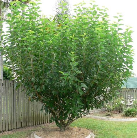 Best Set of Tips on Growing and Caring for Mulberry Tree Weeping Mulberry Tree, Tree In Garden, Edible Backyard, Mulberry Bush, Bush Plant, Areas Verdes, Specimen Trees, Mulberry Tree, Edible Landscaping