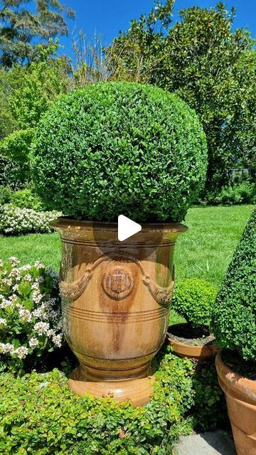 Craig Ratcliffe on Instagram: "Clipped potted Buxus topiaries.. I'll be at @highfield_gardens this Sunday at 12:30pm to do a topiary demo for @hartley_valley_garden_festival. come down & say hi! 🍃🍃
.
.
.
.
.
.
.
.
.
.
.
#plantstyling #boxwood #hedgelover_ #topiarylover_ #art #buxus #topiary #handclipped #gardens #smallgardenideas #smallgarden #contemporaryart #arttopiaire #smallgardenideas #gardening #pots #backyard" Gardening Pots, Topiary Garden, Boxwood Topiary, Garden Festival, Topiaries, Small Gardens, Small Garden, Hedges, Say Hi