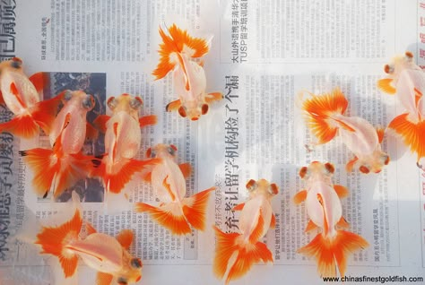 1 | China's Finest | Flickr Goldfish Wallpaper, Pretty Fish, Golden Fish, Orange Aesthetic, Gold Fish, Beautiful Fish, Foto Art, Tasty Food Videos, 귀여운 동물