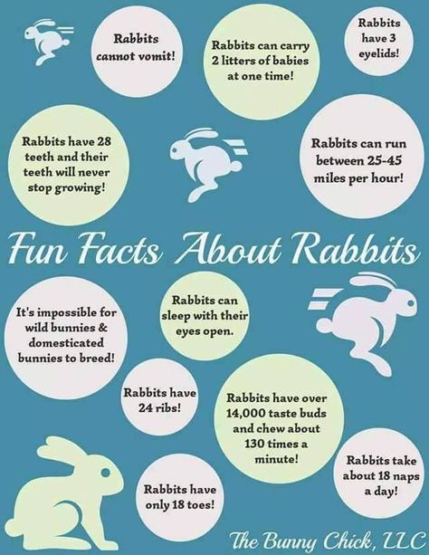 Fun Rabbit Facts Wild Baby Rabbits, Bunny Tips, Bunny Care Tips, Rabbit Facts, Mini Lop Bunnies, Rabbit Behavior, Wild Bunny, Pet Rabbit Care, Young Rabbit