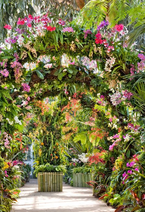 Outdoor Orchid Wall, Indian Bungalow, Floral Exhibition, Orchid Room, Tropical Backyard Landscaping, Hanging Orchid, Orchid House, Events Place, Orchid Show