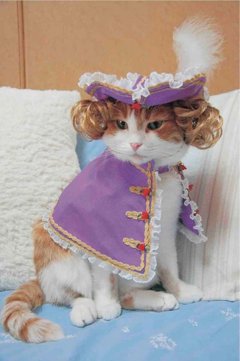 Funny Cat Clothes, Cute Cat Costumes, Cat Dressed Up, Fancy Cats, A Prince, Cat Dresses, Halloween Animals, Cat Costumes, Pet Costumes