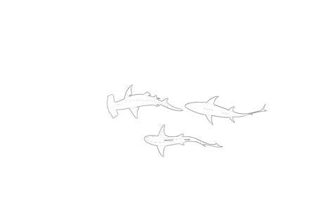 Line Art Shark Tattoo, Line Work Shark Tattoo, Shark Flower Tattoo, Shark Tattoo Fine Line, Mini Shark Tattoo, Shark Outline Tattoo, Fine Line Shark Tattoo, Small Shark Tattoo, Fish Tattoo Design