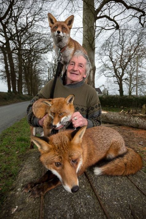 Fantastic Fox, Wild Dogs, Cute Fox, Animal Photo, Old Man, 귀여운 동물, Animals Friends, Beautiful Creatures, Animal Kingdom