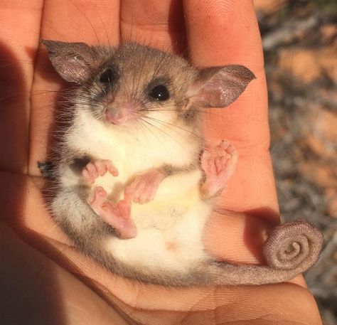 Western Pygmy Possum, Possum Embroidery, Possum Australia, Possum Fursona, Pygmy Possum, Australian Possum, Australian Mammals, Baby Possum, Small Mammals