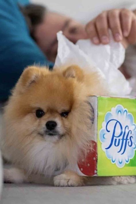 Pomeranian Halloween Costume, Boxing Halloween Costume, Box Of Tissues, Emotional Support Dog, Pomeranian Dog, Pomeranian Puppy, Dog Costumes, Cute Halloween Costumes, Dog Costume