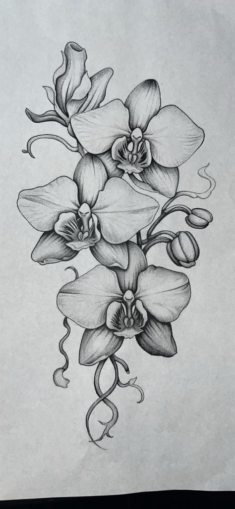 Purple Orchid Drawing, Drawing Of Orchids, Graphite Flower Drawing, Flower Drawing Reference Photo, Orchid Pencil Drawing, Drooping Flowers Drawing, Orchid Mandala Tattoo, Orchid Sleeve Tattoo, Orchid Vine Tattoo