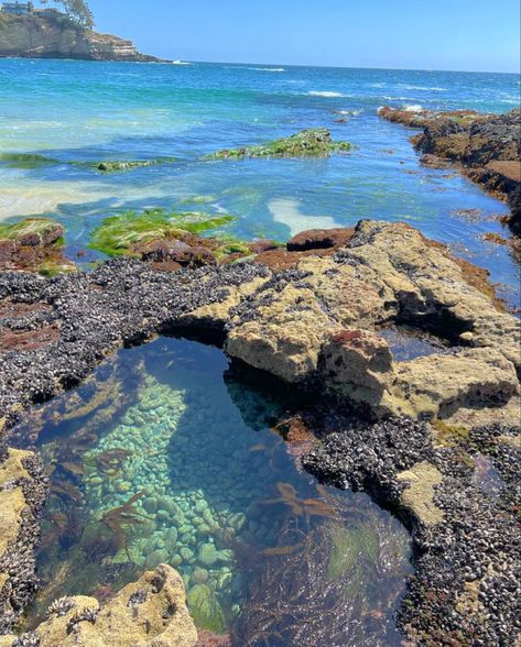 Rock Pool Aesthetic, Tide Pool Aesthetic, Tidepool Aesthetic, Oceanography Aesthetic, Sea Astethic, Seacore Aesthetic, Clear Water Beach, Fauna Marina, Tidal Pool