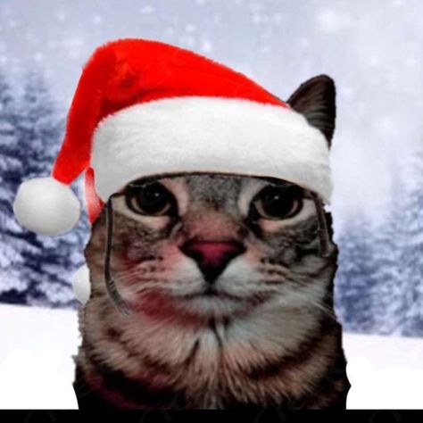 #cat #noel #pp #santa Cat With Ski Mask, Silly Christmas Cat, Cursed Christmas Images, Christmas Cat Icon, Padoru Pfp, Christmas Pfp Funny, Zazu Cat, Cat Pp, Pp Cat