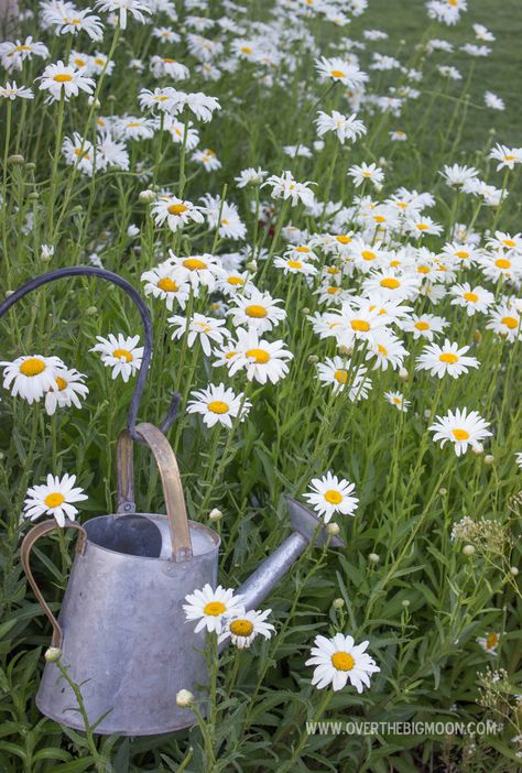 Tattoo Plant, Daisy Garden, Sunflowers And Daisies, Daisy Love, Gorgeous Gardens, Edible Garden, Types Of Flowers, Growing Vegetables, Watering Can