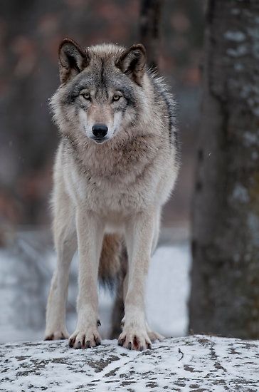 Wolf World, Nikon D300, Wolf Images, Wolf Photography, Wolf Stuff, Arctic Wolf, Wolf Photos, Wolf Spirit Animal, Timber Wolf