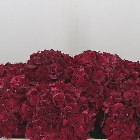 Dark Red Hydrangea, Dark Wedding Flower Arrangements, Red Hydrangea Bouquet, Maroon Hydrangea, Borthwick Castle, Strong Flower, Anniversary Reception, Beach Anniversary, Mophead Hydrangea