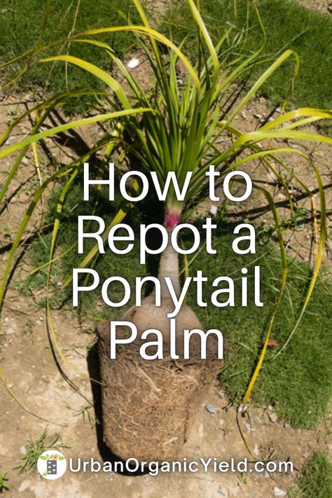 Repotting Ponytail Palm, Ponytail Plant In Pot, Ponytail Plant Care, Palm Trees In Pots, Ponytail Plant, Ponytail Palm Care, Ponytail Palm Tree, Indoor Cactus Plants, Pruning Plants