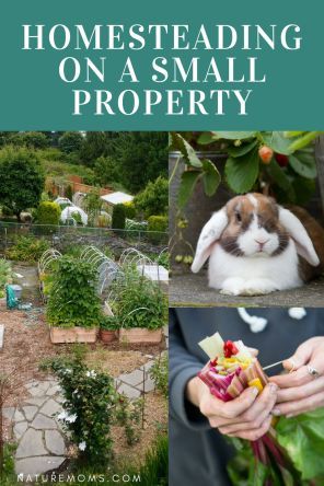 Backyard Farming Ideas Small Spaces, Homestead Planning, Apartment Backyard, Milking Cow, Homestead Diy, Garden Homestead, Homesteading Life, Self Sufficient Homestead, Grey Water System