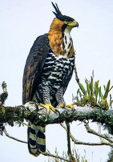 Hawk Eagle, Raptors Bird, World Birds, Most Beautiful Birds, Unusual Animals, About Animals, Pretty Animals, Majestic Animals, Nature Birds