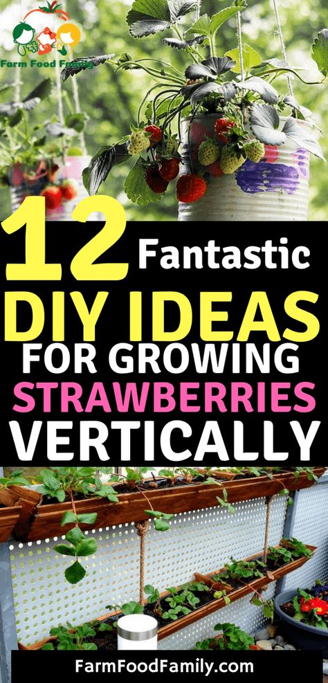 12 DIY Ways To Grow A Vertical Strawberry Garden - FarmFoodFamily Growing Strawberries Vertically, Growing Fruits And Vegetables, Vertical Vegetable Garden, Vertical Herb Garden, Strawberry Garden, Growing Strawberries, Survival Gardening, Strawberry Plants, Garden Pictures