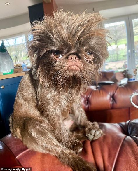 Brussels Griffon Dog, Brussel Griffon Dogs, Cute Gremlin, Brussels Griffon Puppies, Brussel Griffon, Abby Jimenez, Funny Animal Art, Brussels Griffons, Grumpy Dog