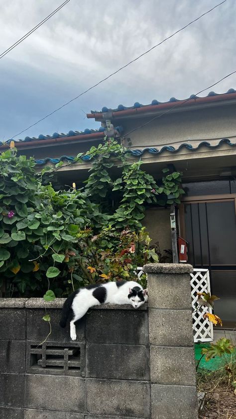 Cats In Japan Aesthetic, Japan Cats Aesthetic, Japan Cat Aesthetic, Cat Island Japan Aesthetic, Wallpaper Japan Aesthetic, Japan Summer Aesthetic, Japan Aesthetic Wallpaper, Cat Island Japan, Cats In Japan