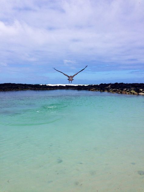 Pelican , Tortuga BAY - Galápagos Marine Iguana, Santa Cruz Island, Quito, Ecuador, Water