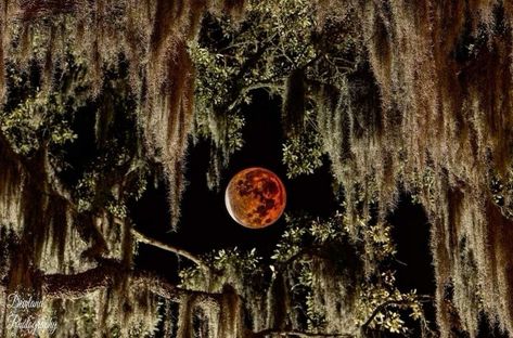 Beaver Moon, Sea Wallpaper, Beaufort Sc, Mazzy Star, Southern Gothic, Spanish Moss, Season Of The Witch, Lunar Eclipse, New Wall