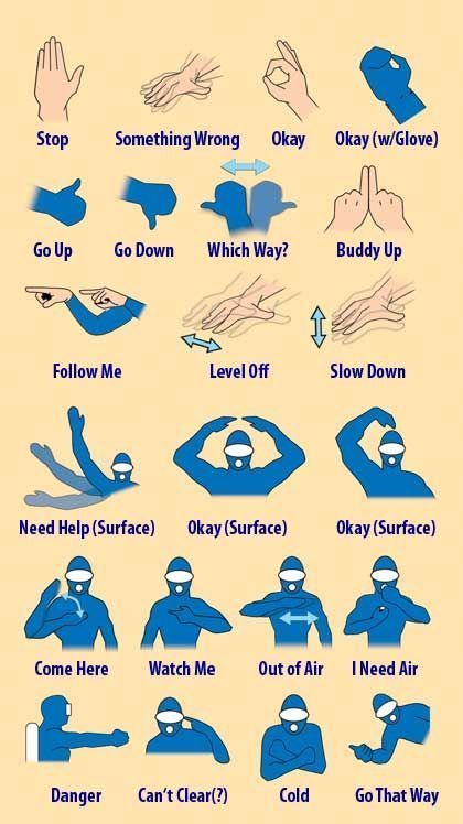 Important hand signals for diving. 🥽✋ . . . #scubapro #scuba #scubadiving #diving #dive #padi #underwater #scubadive #diver #freediving #underwaterphoto #paditv #marinelife #reef #scubadiver #underwaterworld #buceo #scubalife #sealife #spearfishing #freedive #snorkeling #speargun #fish #coral Scuba Diving Quotes, Diving Quotes, Scuba Diving Certification, Studera Motivation, Skin Diving, Scuba Diving Photography, هاكونا ماتاتا, Sea Diving, Deep Sea Diving