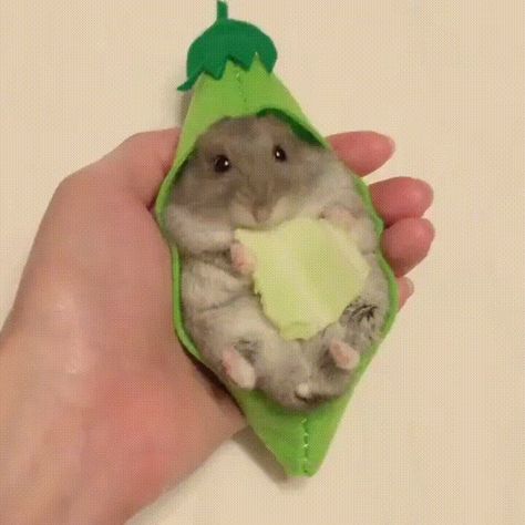 Hamster Pics, Funny Hamsters, A Hamster, Cute Rats, Cute Hamsters, Hamsters, Cute Creatures, Sweet Animals, Cute Little Animals