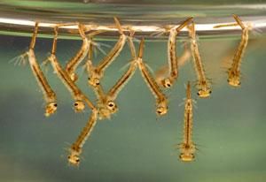 The QI Elves on Twitter: Mosquito larvae breathe through butt snorkels (Photo by the EPA.) Mosquito Life Cycle, Mosquito Dunks, Trophic Level, Mosquito Larvae, Caddis Flies, Zika Virus, Mosquito Control, Mosquito Repelling Plants, Old Tires