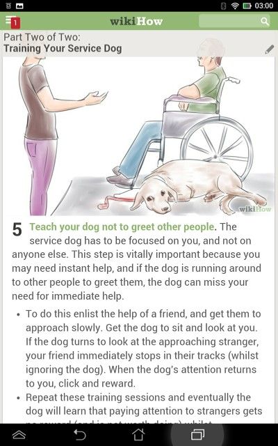 Service Dog Puppy Training, Service Dog Training Commands, Service Dog Essentials, Psychiatric Service Dog Training, Service Dog Training Checklist, Lacrosse Training, Service Dog In Training, Dog Infographic, Puppy Checklist