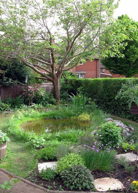 Wildlife Garden Ideas, Bog Gardens, Natural Ponds, Small Backyard Ponds, Small Water Gardens, Wildlife Pond, Ponds For Small Gardens, Bog Garden, Garden Pond Design