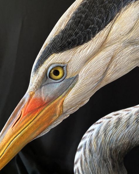 A closer look at the beautiful coloration and carved details of this amazing Great Blue Heron bust made by wildlife artist Bret Hicks. Blue Heron Paintings, Blue Herons Painting, Herring Bird, Bird Close Up, Blue Eyed Animals, Heron Carving, Great Blue Heron Art, Herron Bird, Heron Drawing