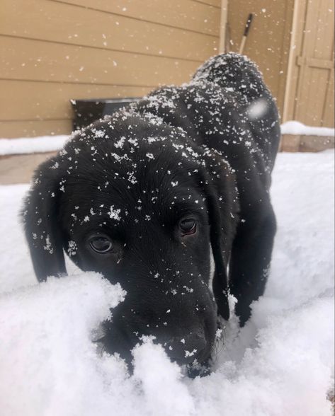 Black Labrador Retriever Aesthetic, Labrador Retriever Aesthetic, Black Labrador Retriever, Black Labs, Labrador Retrievers, Snow Dogs, Black Labrador, Happy Dogs, Labrador Retriever