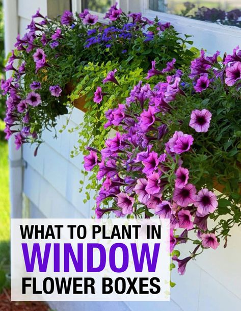 Flower Boxes Outside Front Porches, How To Plant In Planter Boxes, Best Flowers For Flower Boxes, Flower Box Planter Ideas, Window Box Planters Ideas, Small Window Box Flowers, Planter Box Ideas Flowers, Window Planter Boxes Diy, Cascading Flowers For Planters