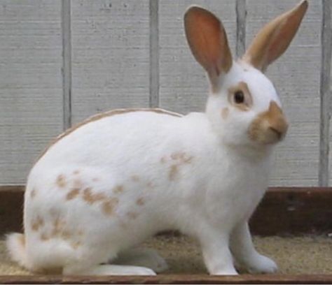 Gold is typically a low rufus red or a high rufus orange. English Spots weigh between 6 and 8 lbs. The beautiful broken markings create a line down the spine with speckles along the side. English Spot Rabbit, Rabbit Breeds, Indoor Rabbit, Fox Dog, Bunny Pictures, Cuddly Animals, Pet Rabbit, Funny Animal Memes