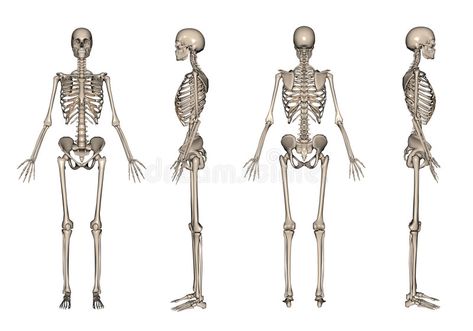 Skeleton 3D render. In front, back and side views , #SPONSORED, #render, #Skeleton, #front, #views, #side #ad 3d Render, Social Media Business, Modern Retro, Skeleton, Stock Illustration, Design Trends, Stock Images, Humanoid Sketch, Health