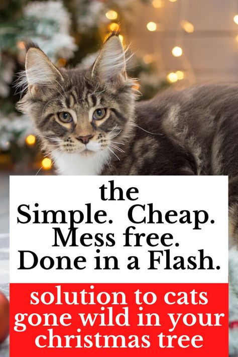 Keep your cats safe this Christmas Holiday with this easy, cheap and mess free idea. This quick solution will show you how to keep cats from destroying your Christmas tree and keep them out. Cat Proof Christmas Tree, Rustic Jewelry Organizer, Mason Jar Dispenser, How To Cat, Cat Repellant, Cat Proofing, Crochet Tree, Tree Centerpieces, Cone Trees