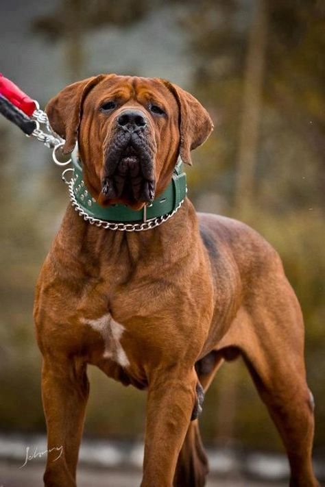 Tosa Inu Banned Dog Breeds, Japanese Mastiff, Chien Cane Corso, Bull Mastiff Dogs, African Boerboel, Mastiff Breeds, Presa Canario, Big Dog Breeds, Dangerous Dogs