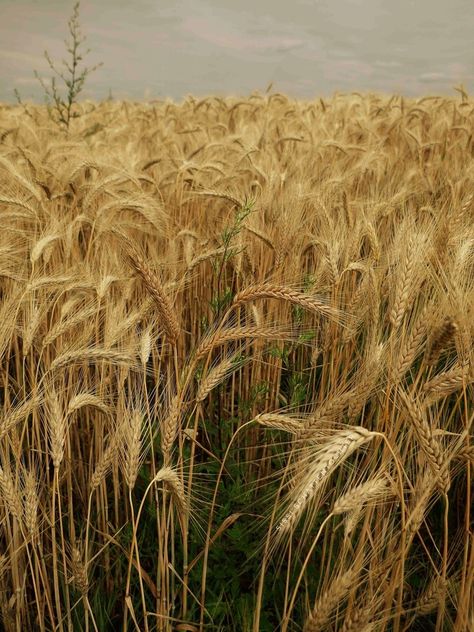 Harvest Season Aesthetic, Harvest Aesthetic, Pagan Celebrations, Fruits Aesthetic, Lammas Lughnasadh, Fields Of Wheat, Corn Dolly, Intimate Gathering, Stunning Nature