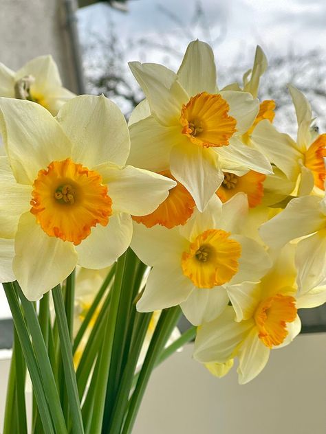 ~Flowers Daffodils Aesthetic, Yellow Flowers Aesthetic, Daffodil Photography, Daffodils Planting, Daffodil Bouquet, Daffodil Flowers, Aesthetic Story, Gladiolus Flower, Story Story