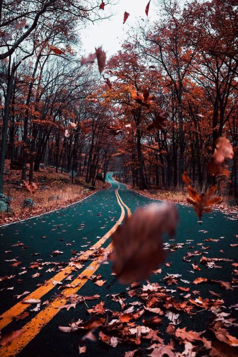 life is beautiful fall autumn leaves trees nature roadtrip road maple leaves windy road photography landscape Fall Tumblr, Wallpaper Tumblr, Fall Pictures, Autumn Aesthetic, Fall Wallpaper, Autumn Photography, Pretty Pictures, Beautiful World, On The Road