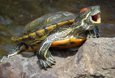 Chestnut Hill Local Western Painted Turtle, Funny Turtles, Turtle Tanks, Red Eared Slider Turtle, Slider Turtle, I Like Turtles, Turtle Time, Red Eared Slider, Aquatic Turtles