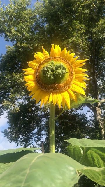 Andrew Conboy on Instagram: "A fasciated sunflower grew in my back yard this year! Fasciation can be caused by a variety of things including random genetic mutations, hormonal imbalances, or bacterial or viral infection. I will collect seeds to plant next year! #fasciation #sunflower #flower #gardening #gardens #plants" Plant Mutation, Withering Sunflower, Sunflowers And Mushrooms, Swamp Sunflower, Common Sunflower, Viral Infection, Genetic Mutation, Hormone Imbalance, Sunflower