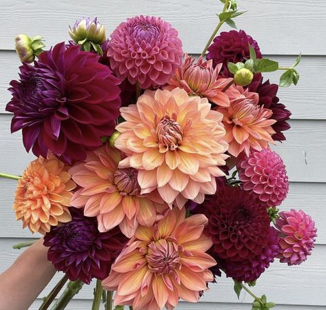 Dalia Wedding Flowers, Bouquet Of Dahlias, One Flower Type Bouquet, Pink Dahlia Wedding Bouquets, Wedding Flowers Dahlias, Dalia Wedding Boquet, Daliah Bouquet, Daliah Flower Bouquet Wedding, Wedding Flowers Dahlia