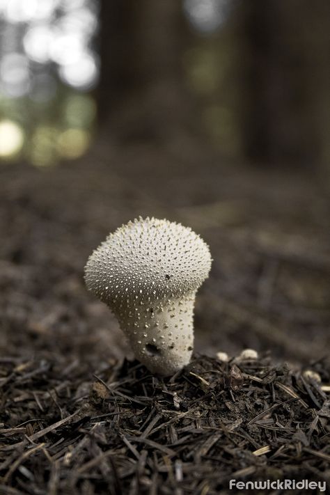 Puffball Mushroom, Wild Food Foraging, Mushroom Fungi, Wild Food, Art Challenge, Stuffed Mushrooms