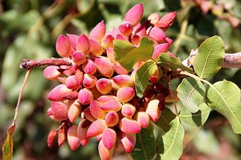 The pistachio, a member of the cashew family, is a small tree originating from Central Asia and the Middle East. The tree produces seeds that are widely consumed as food. Pistacia vera often is confused with other species in the genus Pistacia that are also known as pistachio. Pistachio Tree, Small Trees, Central Asia, The Middle East, Travel And Leisure, Cashew, The Tree, Pistachio, Middle East