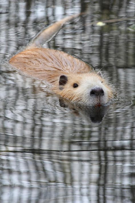 Nutria or river rat. Nutria, river rat or Myocastor coypus in water , #AFFILIATE, #rat, #river, #Nutria, #water, #coypus #ad Costume Closet, River Rat, Photography Names, Sketching Ideas, 2d Design, Nature Images, Rodents, In Water, Rats